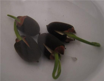睡莲种子的种植方法
