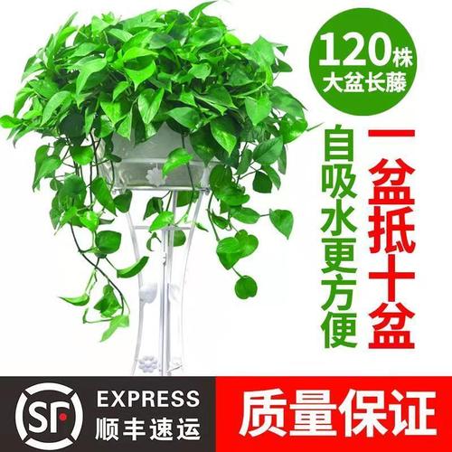 绿萝爬藤植物常绿爬藤植物