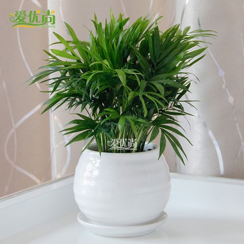 爱优尚袖珍椰子盆栽小型植物室内绿植花卉净化空气吸甲醛盆景