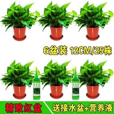 碧萝绿植植物碧萝