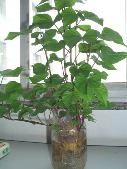 放玻璃瓶里当盆栽,好看还能吃,一举两水培红薯已发芽盆栽植物学生幼儿