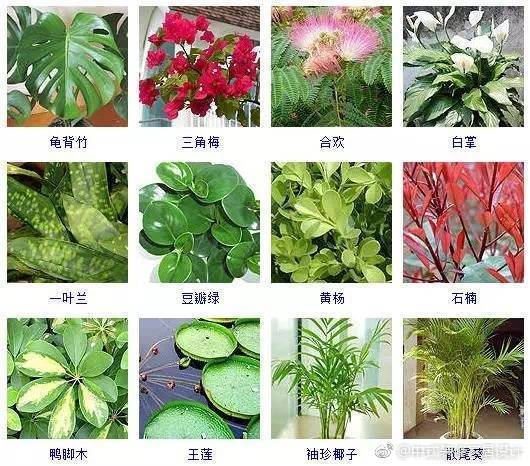 网友都在找:绿色植物图片绿色植物名称绿色植物的美称求绿植的名字本