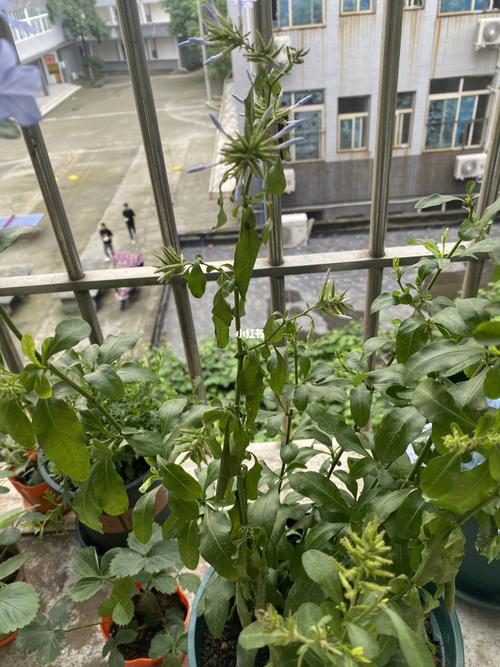 蓝雪花叶子卷曲焦边怎么办_蓝雪花_家居家装_家居装饰蓝雪花叶子焉了